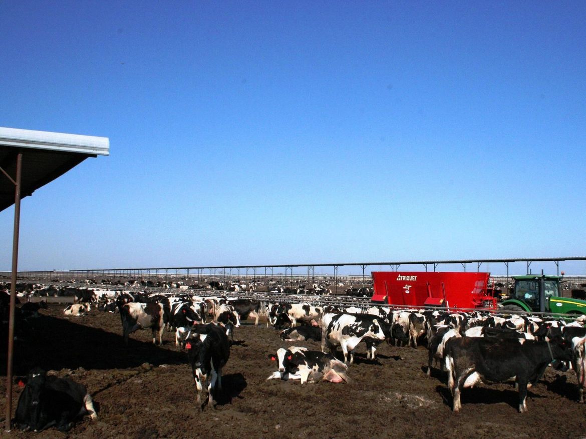 Used-tub-mixer-for-farmers-with-dairy-cattle