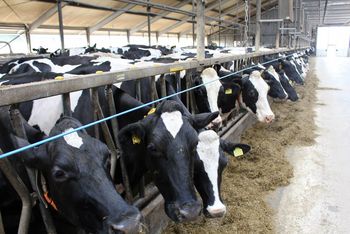 automatic cattle feeder